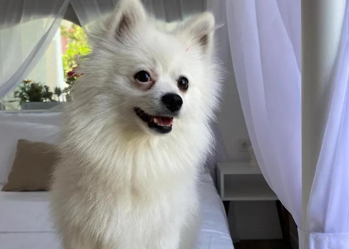 Flora Boheme Butik Отель Кешме